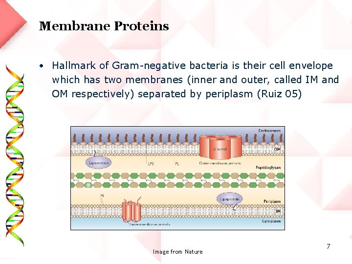 Membrane Proteins • Hallmark of Gram-negative bacteria is their cell envelope which has two