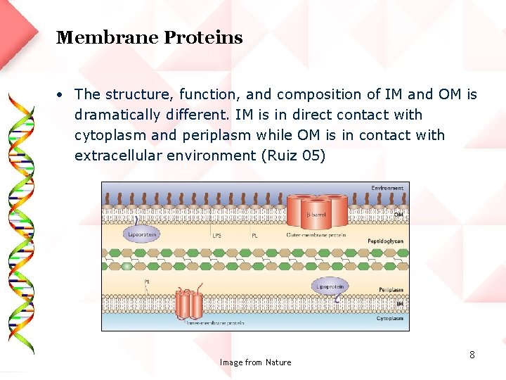 Membrane Proteins • The structure, function, and composition of IM and OM is dramatically