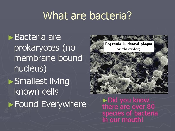 What are bacteria? ►Bacteria are prokaryotes (no membrane bound nucleus) ►Smallest living known cells