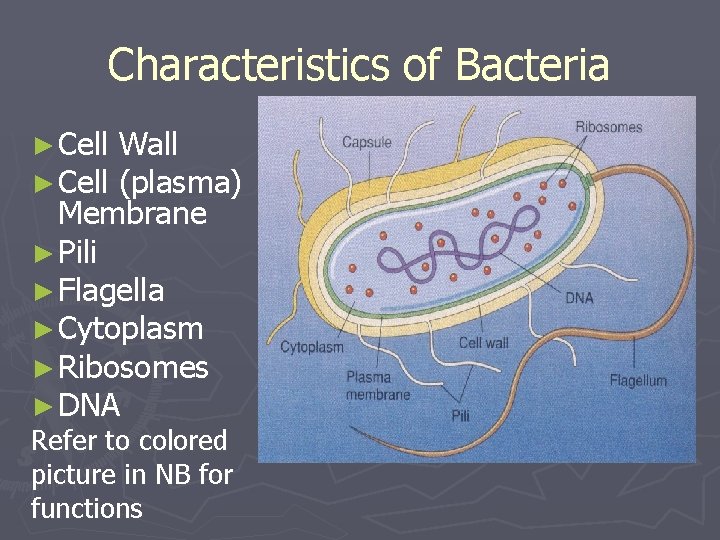 Characteristics of Bacteria ► Cell Wall (plasma) Membrane ► Pili ► Flagella ► Cytoplasm
