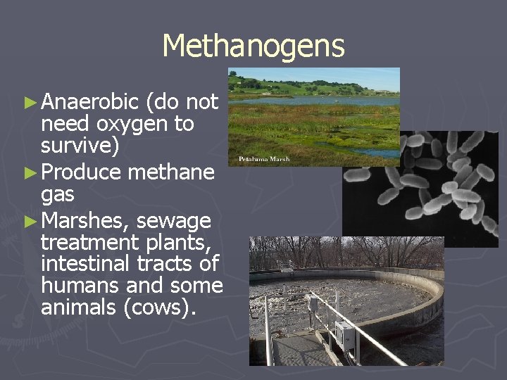 Methanogens ► Anaerobic (do not need oxygen to survive) ► Produce methane gas ►