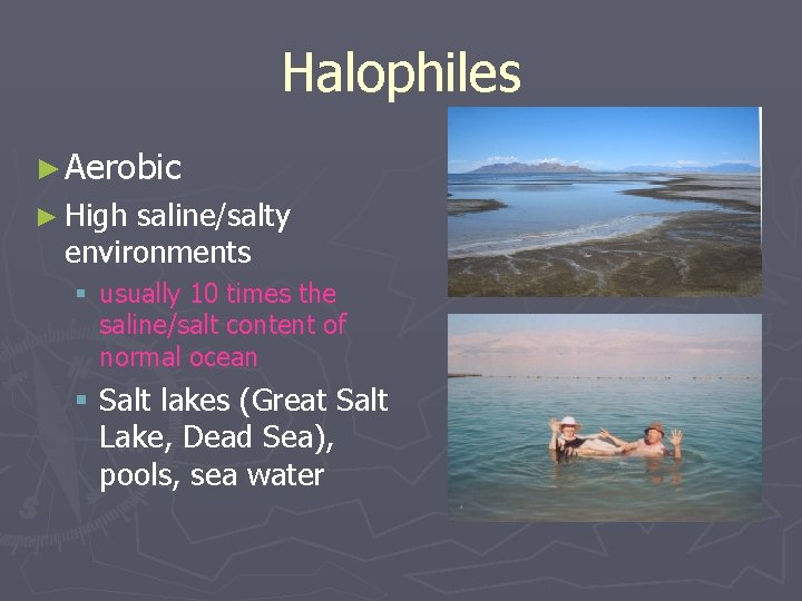 Halophiles ► Aerobic ► High saline/salty environments § usually 10 times the saline/salt content