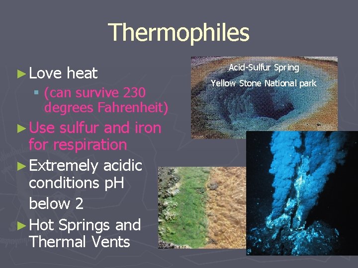 Thermophiles ► Love heat § (can survive 230 degrees Fahrenheit) ► Use sulfur and