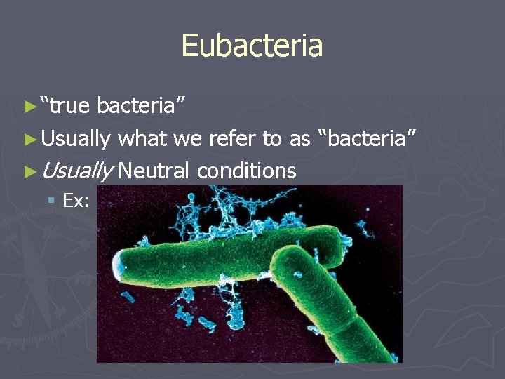 Eubacteria ► “true bacteria” ► Usually what we refer to as “bacteria” ► Usually