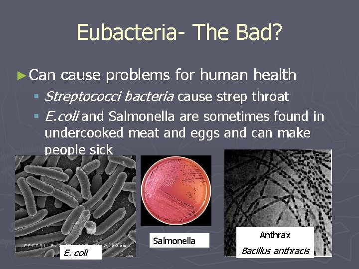 Eubacteria- The Bad? ► Can cause problems for human health § Streptococci bacteria cause