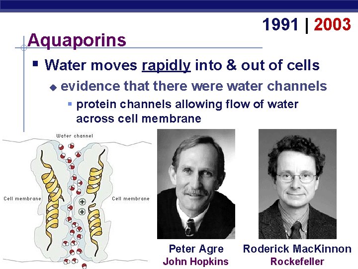 1991 | 2003 Aquaporins § Water moves rapidly into & out of cells u