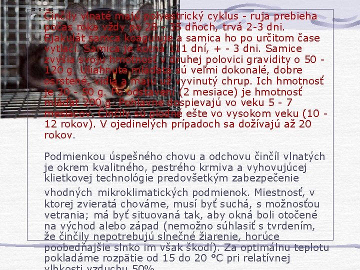 Činčily vlnaté majú polyestrický cyklus - ruja prebieha počas roka vždy po 28 -