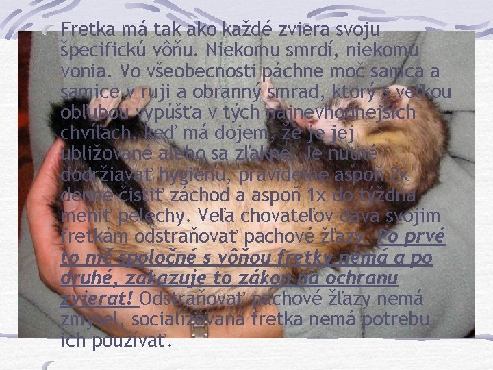 Fretka má tak ako každé zviera svoju špecifickú vôňu. Niekomu smrdí, niekomu vonia. Vo