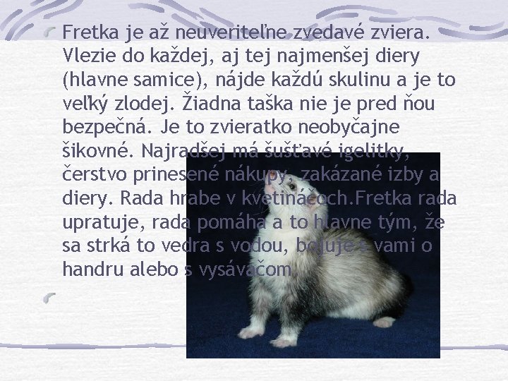 Fretka je až neuveriteľne zvedavé zviera. Vlezie do každej, aj tej najmenšej diery (hlavne
