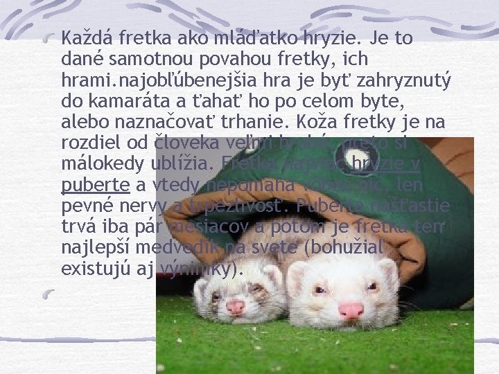 Každá fretka ako mláďatko hryzie. Je to dané samotnou povahou fretky, ich hrami. najobľúbenejšia