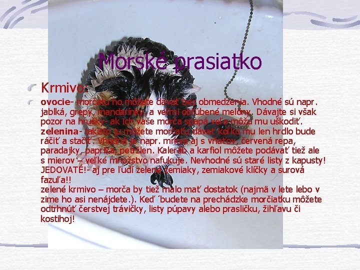 Morské prasiatko Krmivo: ovocie- morčatu ho môžete dávať bez obmedzenia. Vhodné sú napr. jablká,