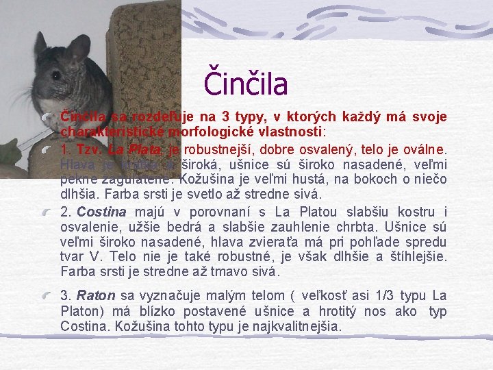 Činčila sa rozdeľuje na 3 typy, v ktorých každý má svoje charakteristické morfologické vlastnosti: