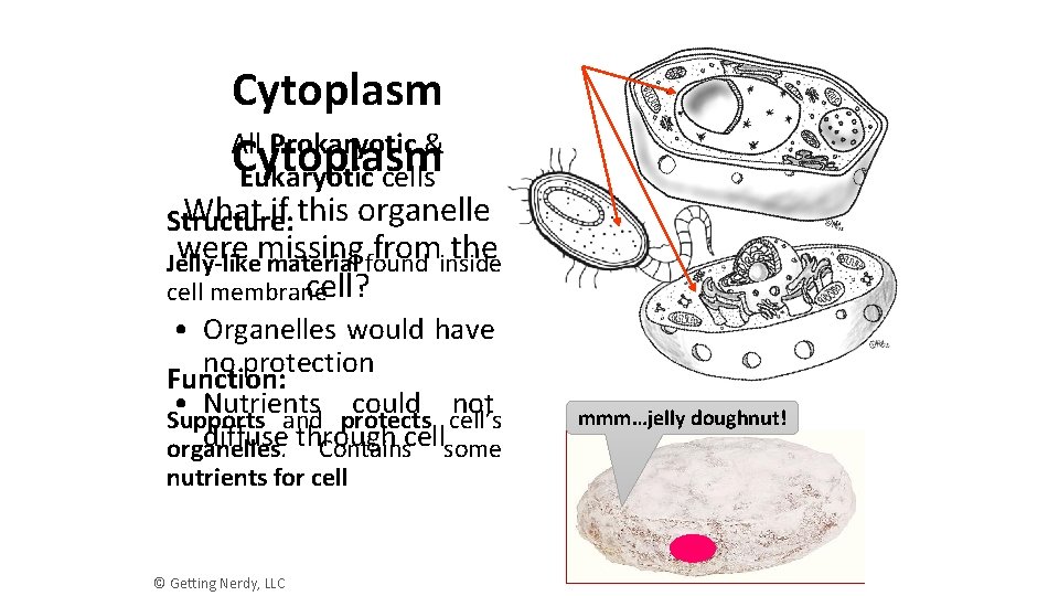 Cytoplasm All Prokaryotic & Cytoplasm Eukaryotic cells What if this organelle Structure: were missing
