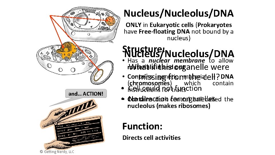 Nucleus/Nucleolus/DNA ONLY in Eukaryotic cells (Prokaryotes have Free-floating DNA not bound by a nucleus)