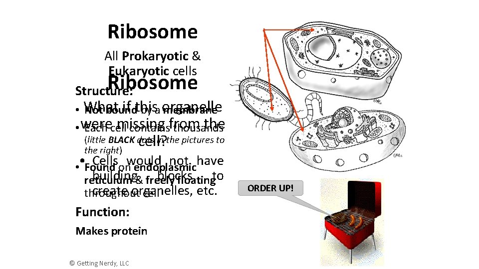 Ribosome All Prokaryotic & Eukaryotic cells Ribosome Structure: if this • What Not bound