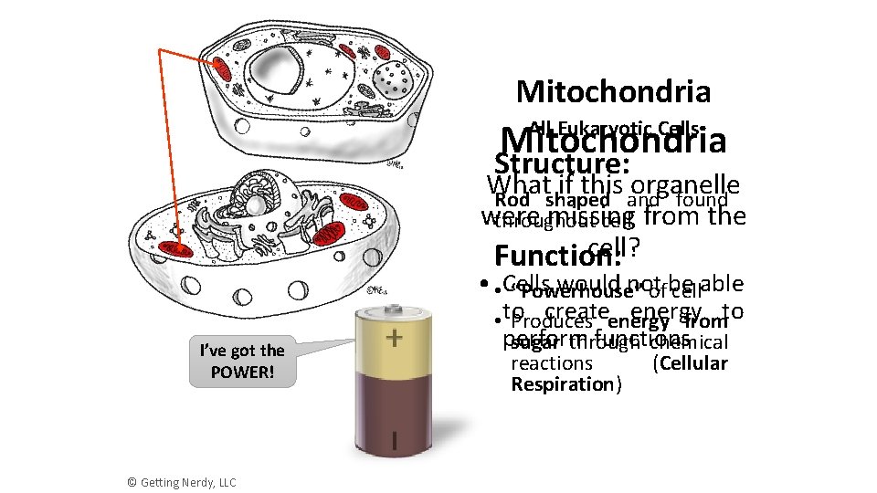 Mitochondria All Eukaryotic Cells Structure: What if this organelle Rod shaped and found were