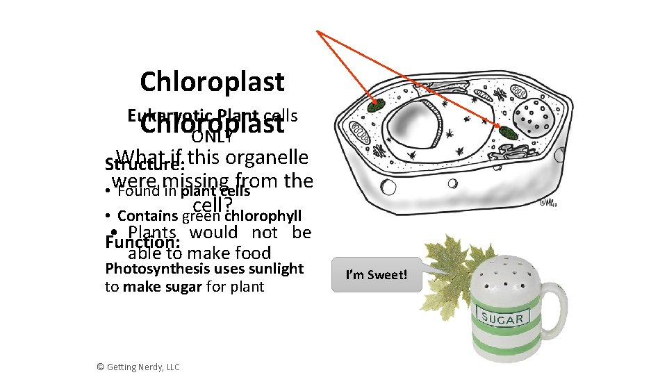 Chloroplast Eukaryotic Plant cells Chloroplast ONLY What if this organelle Structure: from the •