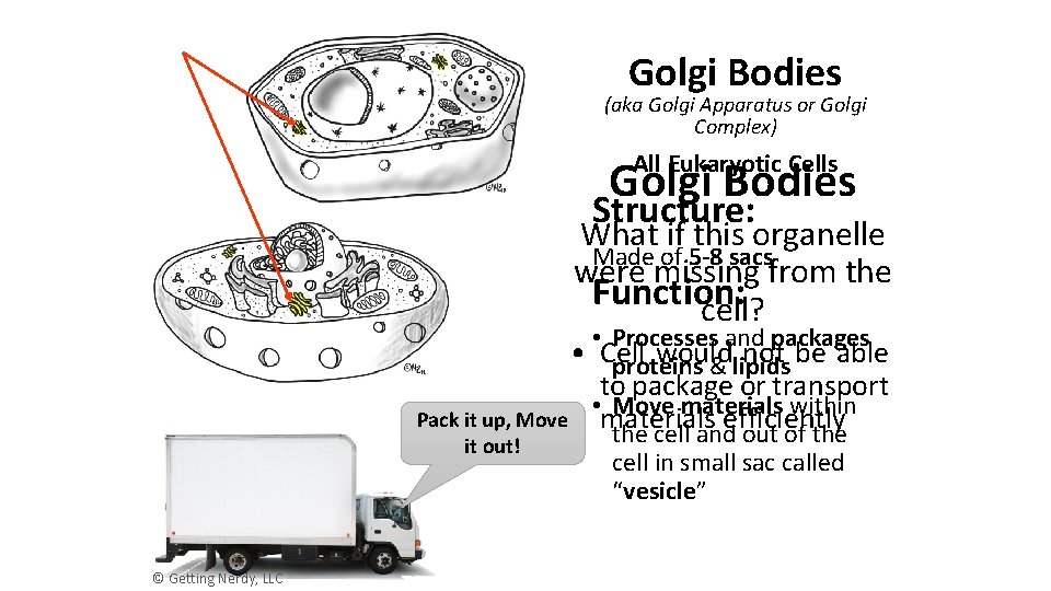 Golgi Bodies (aka Golgi Apparatus or Golgi Complex) All Eukaryotic Cells Golgi Bodies Structure: