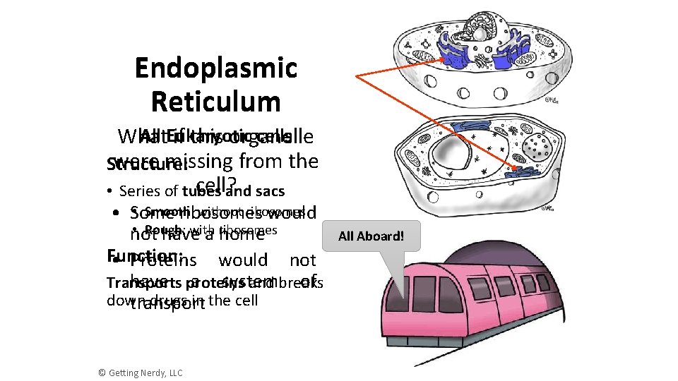 Endoplasmic Reticulum All Eukaryotic cells What if this organelle were missing from the Structure: