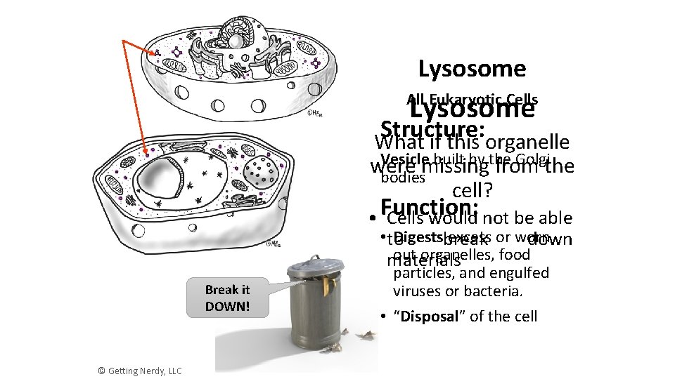 Lysosome All Eukaryotic Cells Structure: What if this organelle Vesicle built by the Golgi