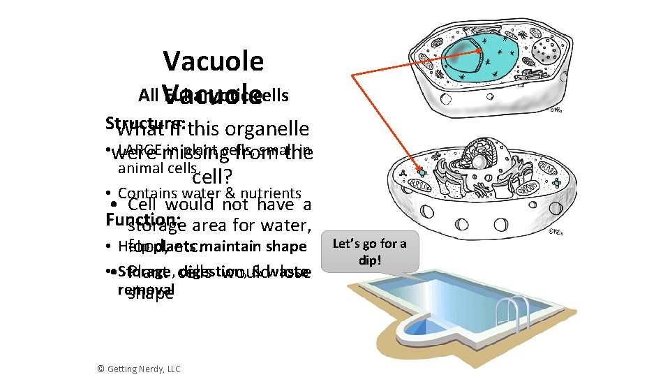 Vacuole All Vacuole Eukaryotic cells Structure: What if this organelle • were LARGEmissing in