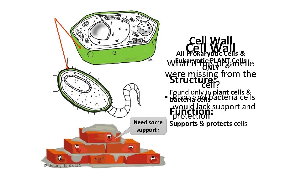 Cell Wall All Prokaryotic Cells & Eukaryotic PLANT Cells What if this organelle ONLY