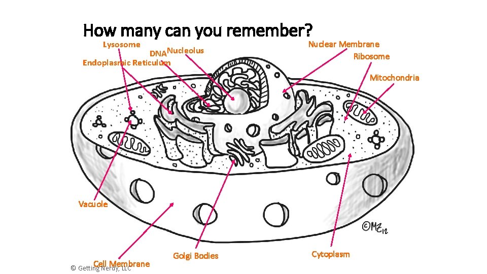 How many can you remember? Lysosome DNANucleolus Endoplasmic Reticulum Nuclear Membrane Ribosome Mitochondria Vacuole