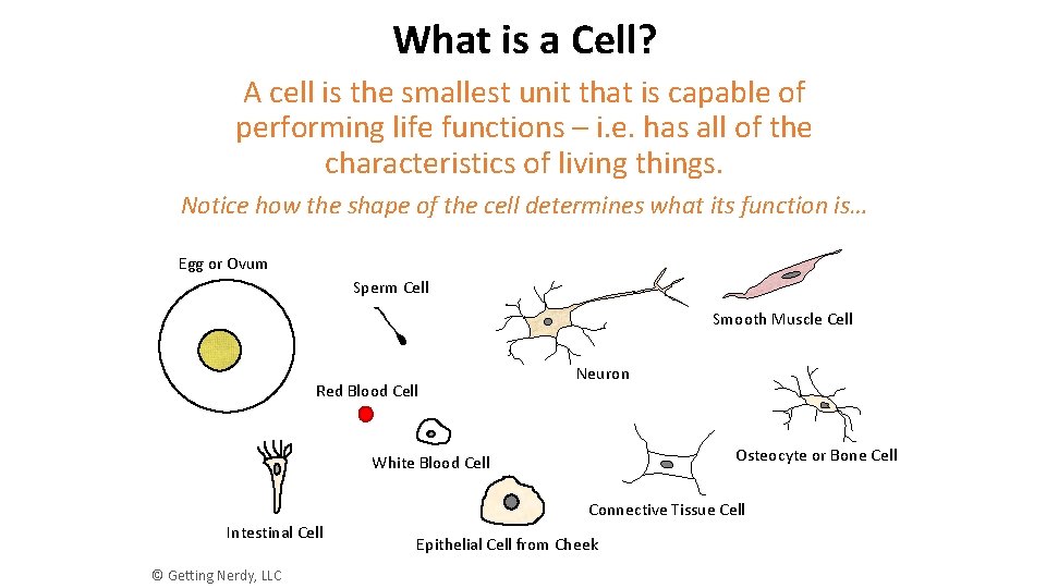What is a Cell? A cell is the smallest unit that is capable of