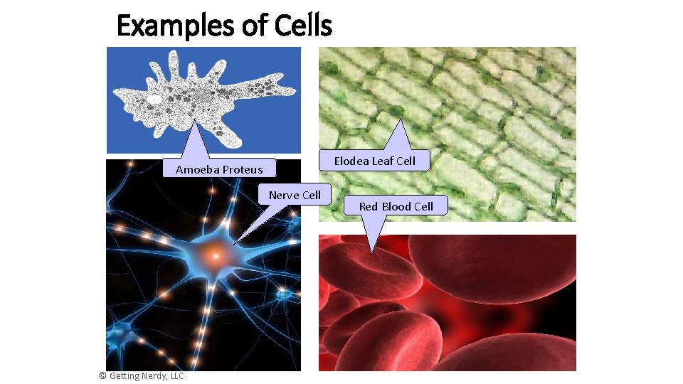 Examples of Cells Elodea Leaf Cell Amoeba Proteus Nerve Cell © Getting Nerdy, LLC