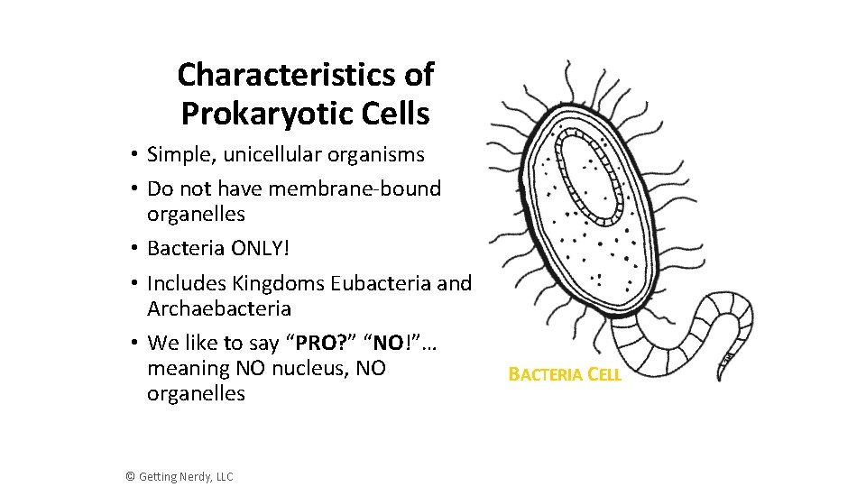 Characteristics of Prokaryotic Cells • Simple, unicellular organisms • Do not have membrane-bound organelles