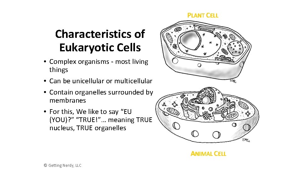 PLANT CELL Characteristics of Eukaryotic Cells • Complex organisms - most living things •