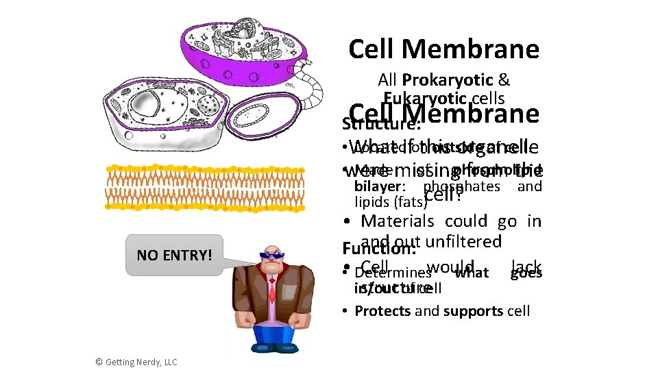Cell Membrane All Prokaryotic & Eukaryotic cells Cell Membrane Structure: • What Locatedifon outside