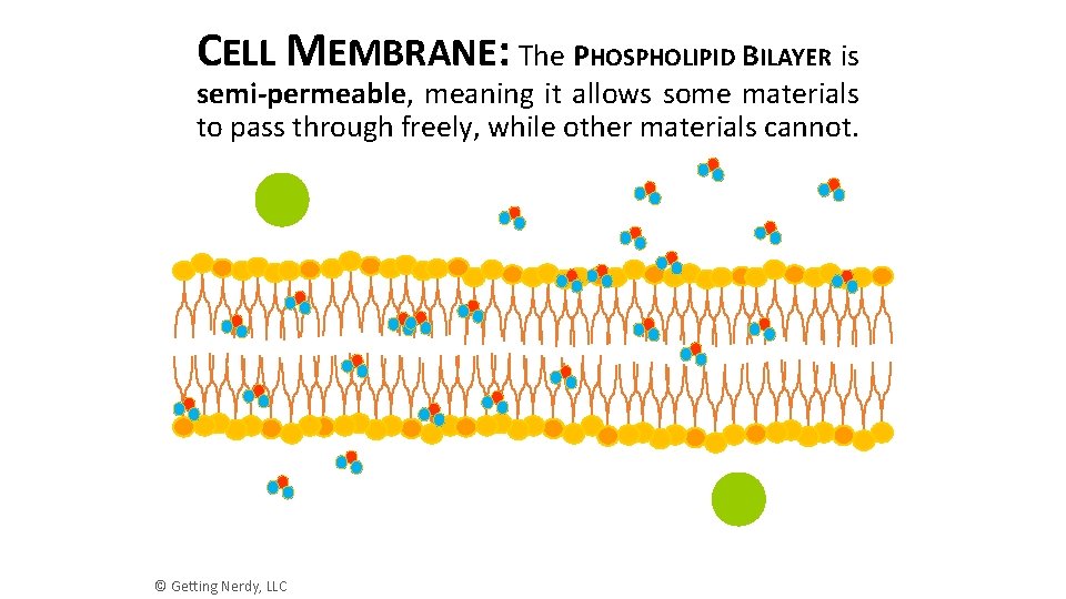 CELL MEMBRANE: The PHOSPHOLIPID BILAYER is semi-permeable, meaning it allows some materials to pass