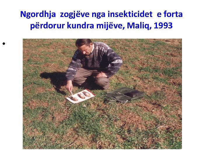 Ngordhja zogjëve nga insekticidet e forta përdorur kundra mijëve, Maliq, 1993 • 