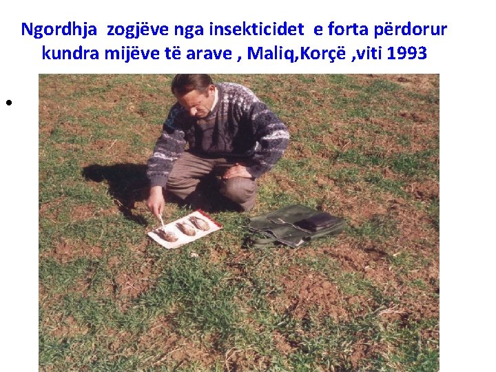 Ngordhja zogjëve nga insekticidet e forta përdorur kundra mijëve të arave , Maliq, Korçë