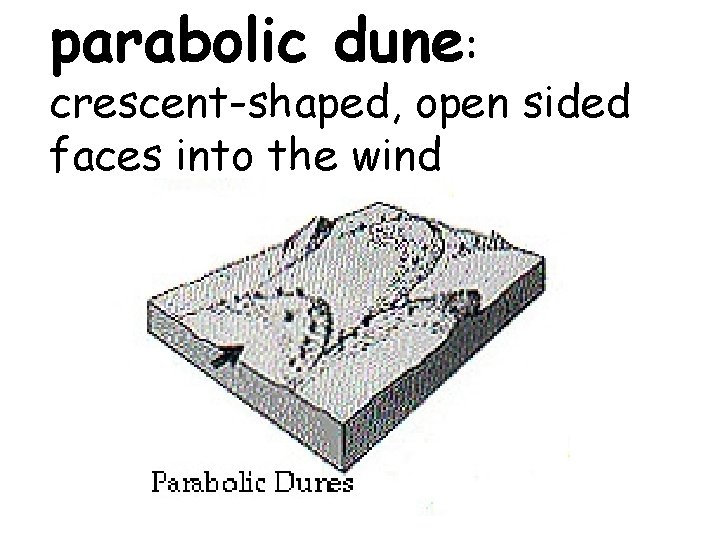 parabolic dune: crescent-shaped, open sided faces into the wind 