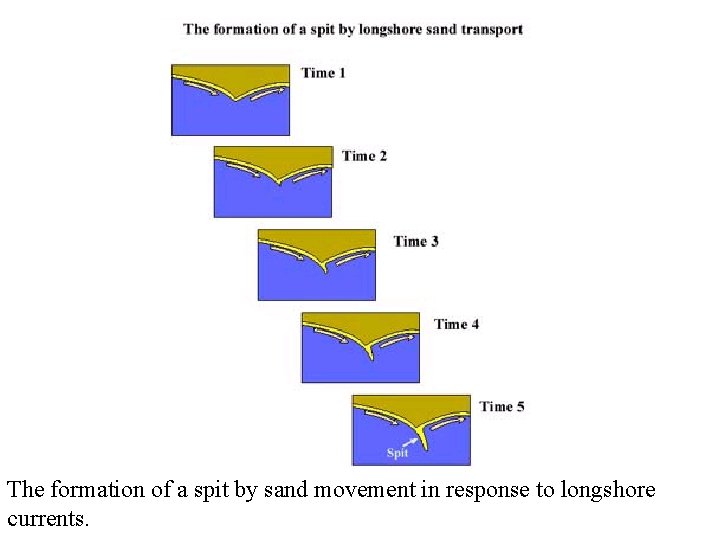 The formation of a spit by sand movement in response to longshore currents. 