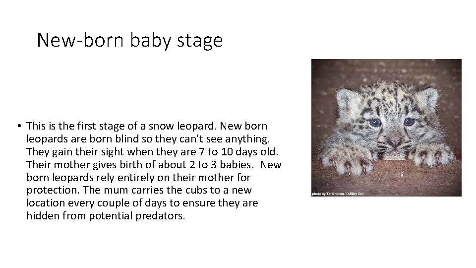 New-born baby stage • This is the first stage of a snow leopard. New