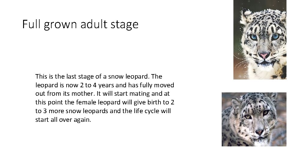 Full grown adult stage This is the last stage of a snow leopard. The