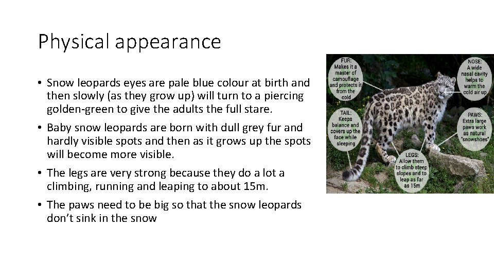 Physical appearance • Snow leopards eyes are pale blue colour at birth and then