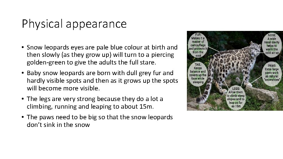 Physical appearance • Snow leopards eyes are pale blue colour at birth and then Physical appearance • Snow leopards eyes are pale blue colour at birth and then