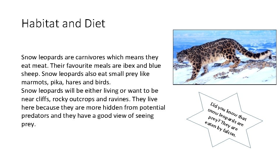 Habitat and Diet Snow leopards are carnivores which means they eat meat. Their favourite