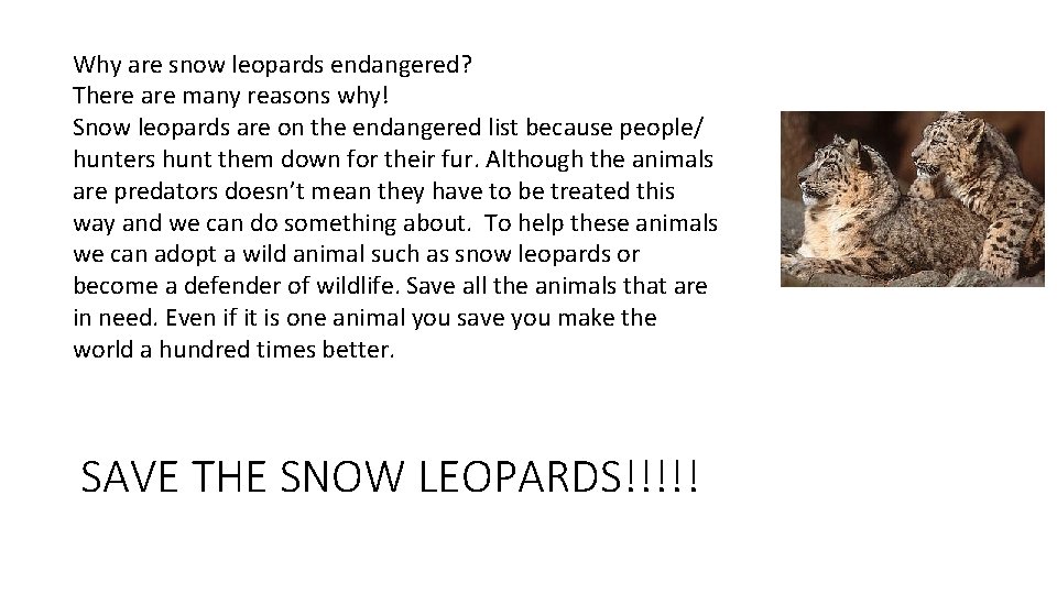 Why are snow leopards endangered? There are many reasons why! Snow leopards are on