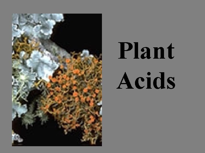 Plant Acids 