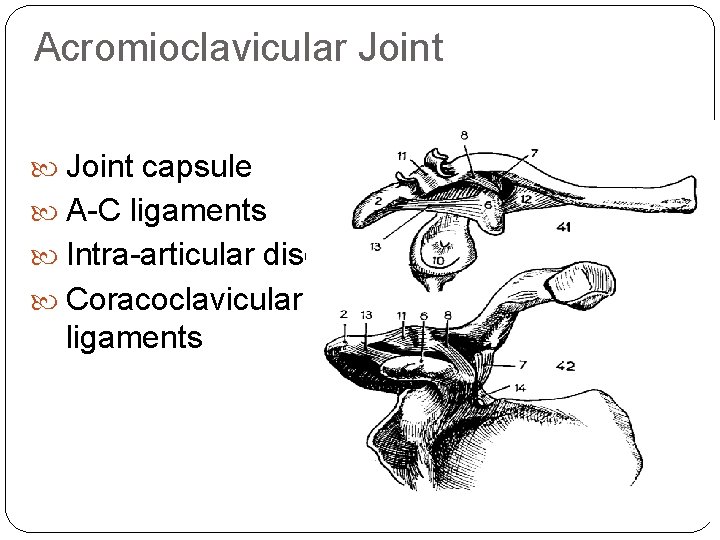 Acromioclavicular Joint capsule A-C ligaments Intra-articular disc Coracoclavicular ligaments 