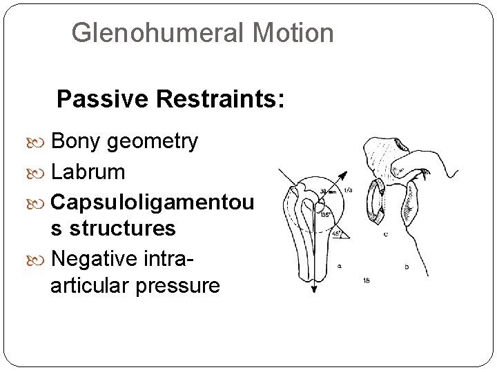 Glenohumeral Motion Passive Restraints: Bony geometry Labrum Capsuloligamentou s structures Negative intraarticular pressure 