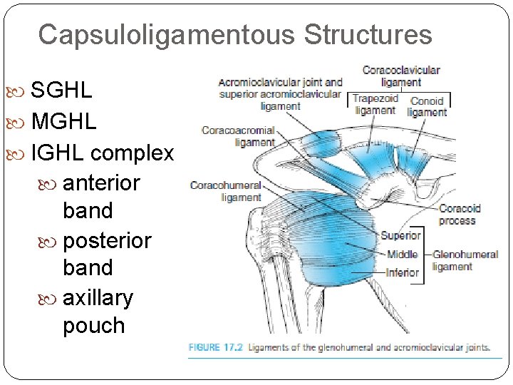 Capsuloligamentous Structures SGHL MGHL IGHL complex anterior band posterior band axillary pouch 