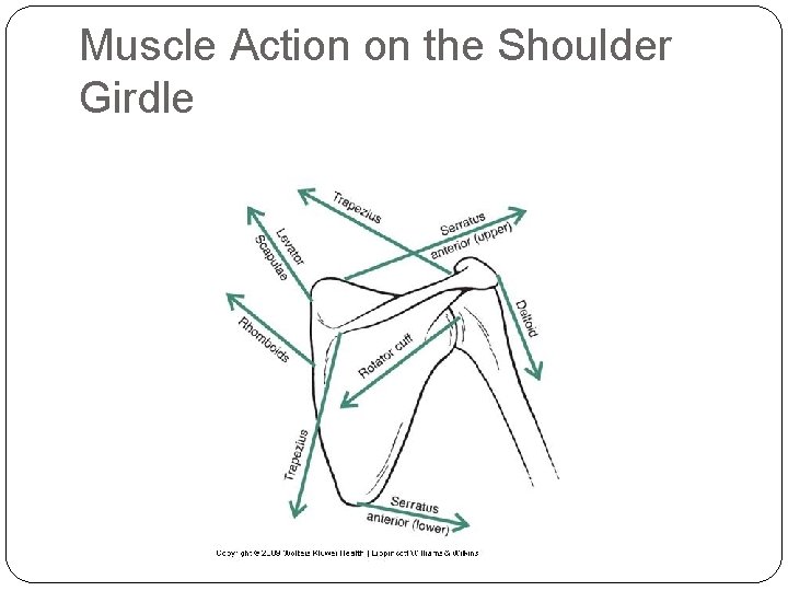 Muscle Action on the Shoulder Girdle 