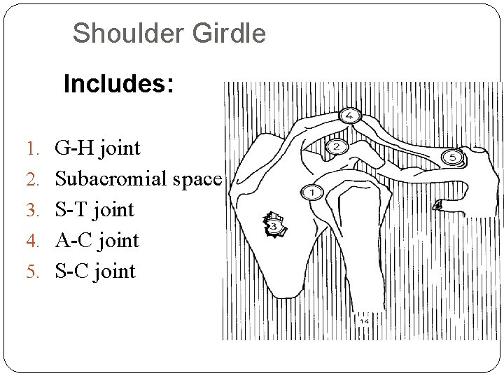 Shoulder Girdle Includes: 1. G-H joint 2. Subacromial space 3. S-T joint 4. A-C