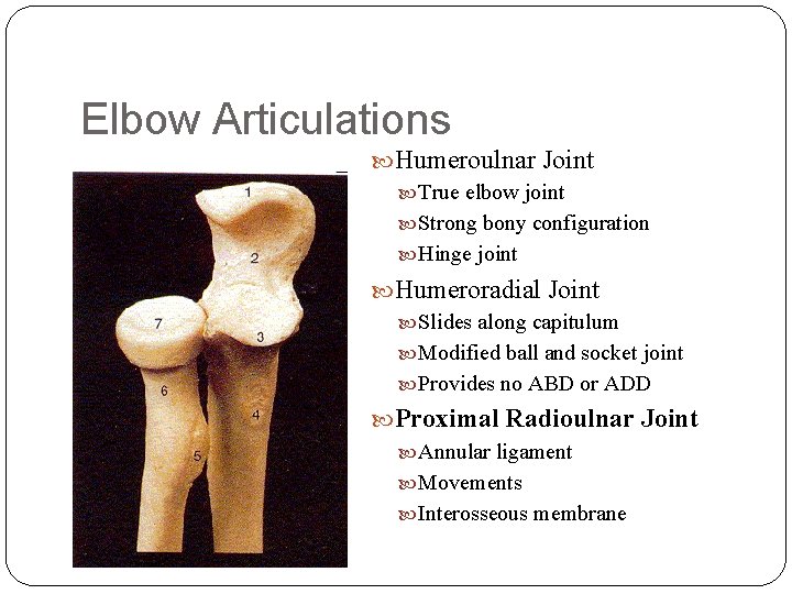 Elbow Articulations Humeroulnar Joint True elbow joint Strong bony configuration Hinge joint Humeroradial Joint